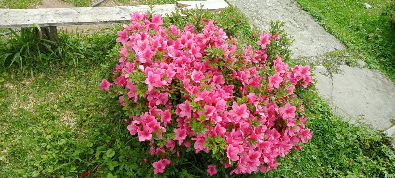Greenery Homestay Darjeeling  Cameră foto